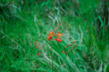 Crocosmia × crocosmiiflora, montbretia, is a garden hybrid of C. aurea and C. pottsii, first bred in 1880 in France by Victor Lemoine, Waianae Range , Mount Kaala Trail , Oahu, Hawaii