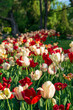 Close-up of many blooming red and white tulips in a flowerbed at the Hatanpää arboretum public park in Tampere, Finland, on a sunny day in the summer.