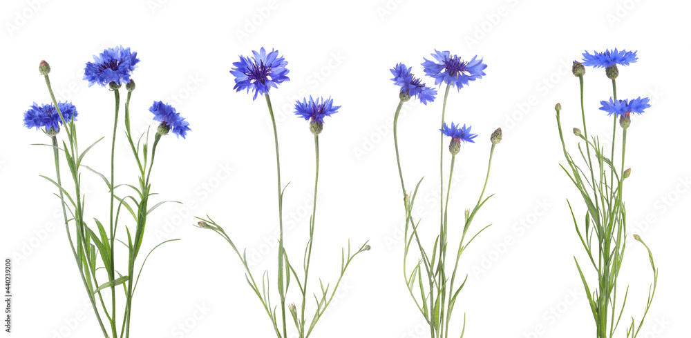 Set with beautiful blue cornflowers on white background. Banner design - obrazy, fototapety, plakaty 