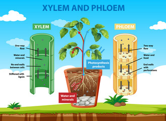 Poster - Diagram showing xylem and phloem of plant