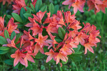 japanese rhododendron blooming in spring in the botanical garden