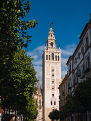 Wall Mural - The Giralda seen from the street Plaza de la Virgen de los Reyes in Seville. Trees and buildings look towards the Giralda