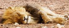 Wide-angle Shot Of A Sleeping Lion On The Ground