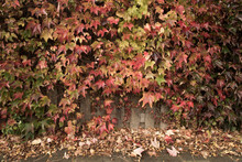 Hedge Of Multi Colored Autumn Leaves On Wall And On The Ground
