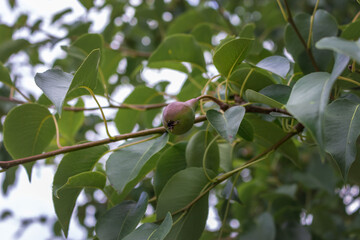 Wall Mural - Young green pear fruits with leaves on a branch. Pear tree with ripening fruits in the garden. Small green young pears that ripen on a sunny day. The concept of pear growth on tree branches