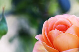 Fototapeta Tulipany - とても美しいベージュ色のバラの花。A very beautiful beige rose flower.
