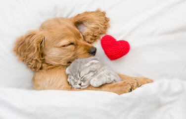 Poster - Friendly English Cocker spaniel puppy hugs gray kitten near a read heart. Pets sleep together under white warm blanket on a bed at home. Top down view