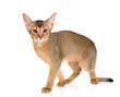 Young abyssinian young cat walks  and looks at camera. Isolated on white background