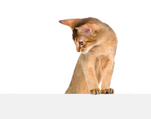 Poster - Curious Abyssinian young cat looks down above empty white banner. Isolated on white background