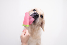 The Golden Retriever Eats Popsicles On A Stick During The Hot Season. A Female Hand Holds An Ice Cream For A Dog.