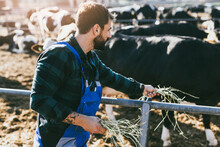 Young Farmer Feeding His Cows In Farm With Dairy Cows. Agriculture Industry, Farming.