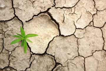 Wall Mural - Recovery and Challenging in Life or Business Concept.Economic Crisis Symbol or Ecology System.New Sprout Green Plant Growth in Cracked Soil Ground Land