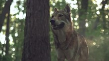 Slow Motion Video Of A Dangerous And Wild Wolf. The Wolf In The Wild Nature Of The Forest, He Breathes And He Gets Steam From His Mouth