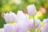 Fototapeta Tulipany - pink tulips in the garden