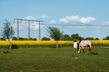 Wall Mural - Horse eating grass next to a canola field in full bloom during spring in Skåne Sweden