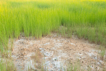 grass and saline soil