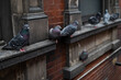 Row of Pigeons on the Side of an Old Brick Building in Greenwich Village of New York City