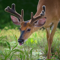 Wall Mural - a handsome deer buck with amazing antlers is feeding on green grasses