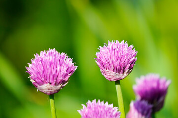 Close-up of chives blossom. Pink blossom with green natural background in the garden.