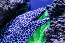 Leopard Moray Eel Fish