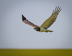 African hawk eagle takes flight with wings held high