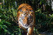 Tiger walking directly to photographer