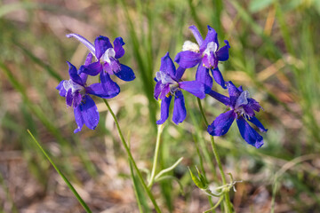 Meadow Larkspur