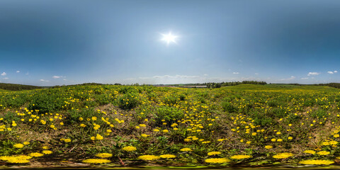 Wall Mural - full seamless spherical hdri panorama 360 degrees angle view on among dandelion flower field in summ