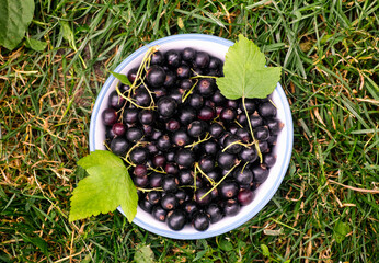 Wall Mural - Top view of a bowl with black currants and leaves on grass background.