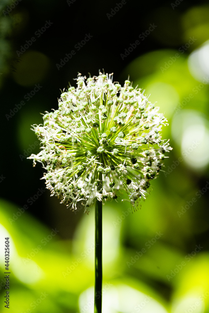 Allium