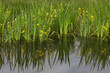 Sumpfschwertlilien spiegeln im Teich.