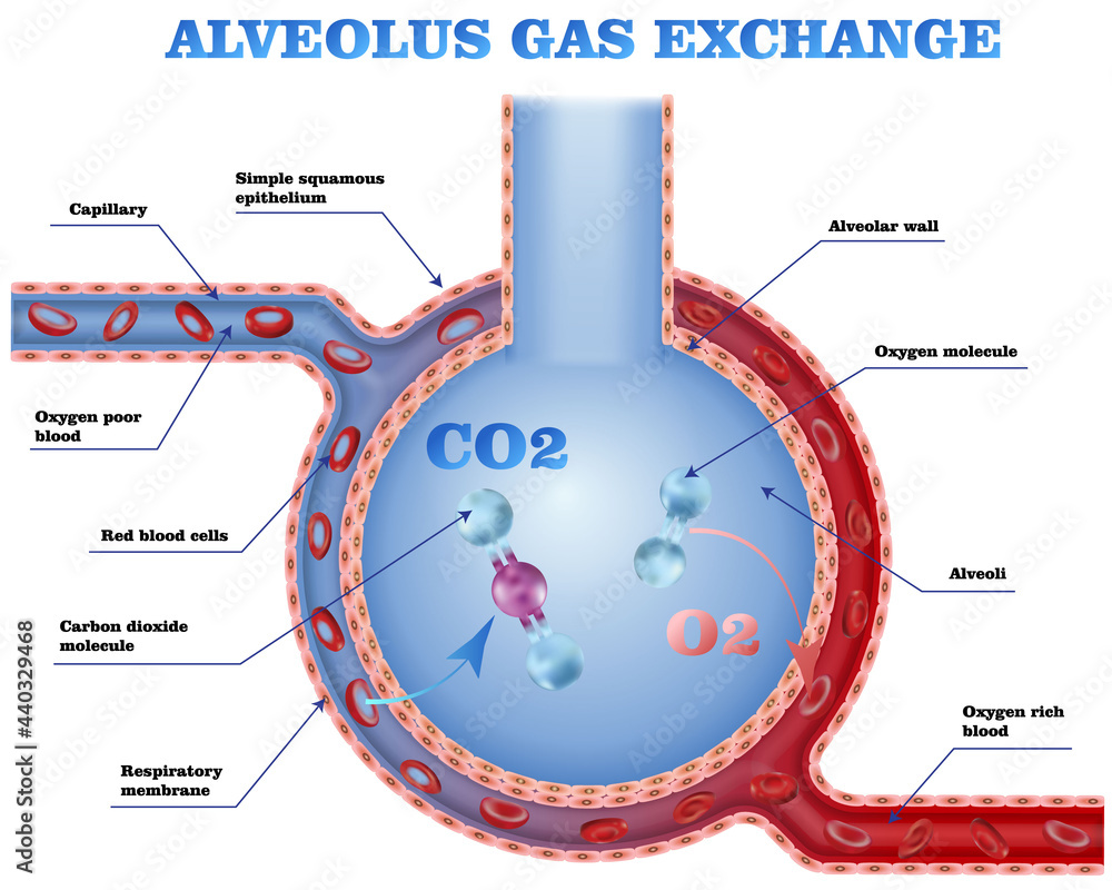 Alveolus And Vessels Gas Exhange Cheme Red Blood Cell In Blood Stream 