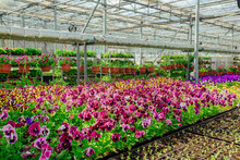 Blooming Multi-colored Pansies Grown In Modern Greenhouse, Selective Focus