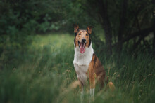 Dog Smooth Collie In Nature