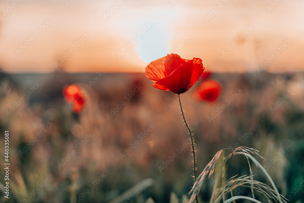 Open bud of red poppy flower in the field at mountainous countryside - obrazy, fototapety, plakaty 