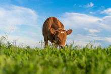 Brown Calf Eating Green Grass, Under The Blue Sky