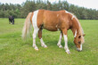 A light brown horse with white spots grazes in the meadow.