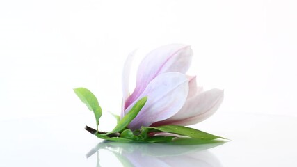 Poster - one pink flower on a branch of blooming magnolia close up