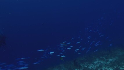Wall Mural - indian ocean, scuba diving in maldives, blue fish shoal cruising along reef wall, a grey reef shark 