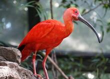 A Red Scarlet Ibis Searching For Food On The Ground
