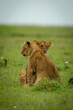 Lion cubs sit facing in opposite directions