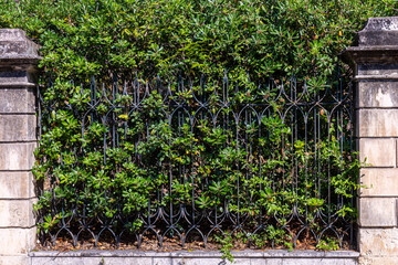 Wall Mural - Thick green hedge behind a railing