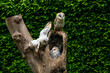 Barn owl family (Tyto alba)