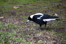 An Australian Magpie Pecking About For Food In A Grassy Area
