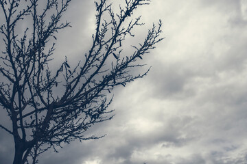 Photography of tree in a cloudy day