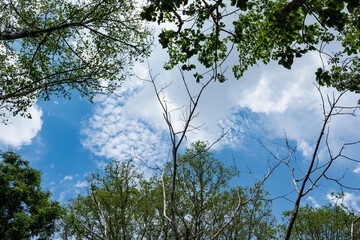 Green Tree On Beautiful Sky, Thailand.	