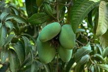 fresh mangoes farms and ripped mangoes in baskets and crates  in mango orchards 