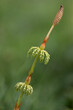 Junger Schachtelhalm (Equisetum sylvaticum), Aufnahme mit Offenblende