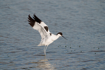 Wall Mural - Avocet, Recurvirostra avosetta