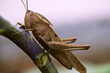 Santo Antonio do Monte, Brazil - Feb, 2021: The grasshoppers (Orthoptera: Acridoidea) are the largest superfamily of the orthopteran suborder Caelifera. This species (Tropidacris descampsi Carbonell) 